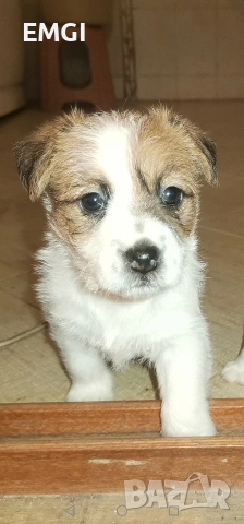 Джак ръсел териер ТВЪРДОКОСМЕСТ