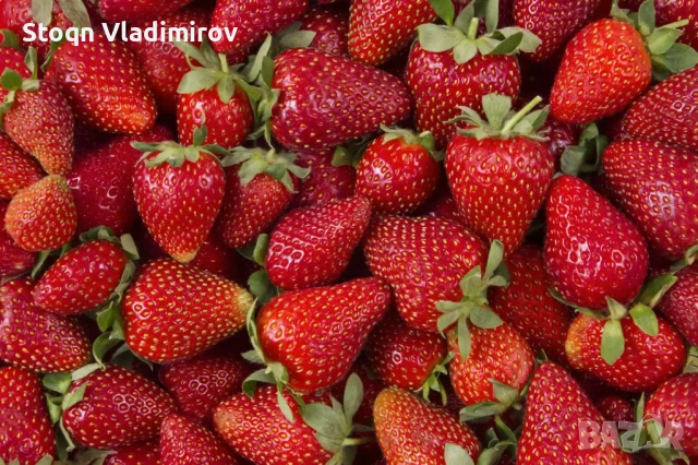 Предлагам Качствен Расад Ягоди и Малини., снимка 2 - Разсади - 53784425