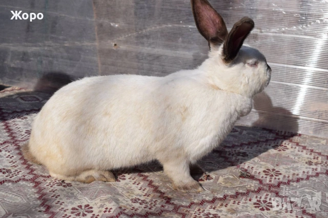 Зайци за разплод, снимка 5 - Други животни - 53611714