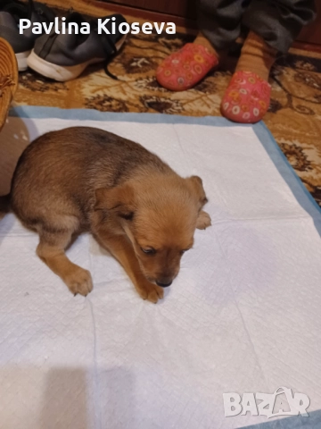 Мини пинчерчета, снимка 6 - Пинчер - 52429028