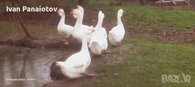 продавам холмогорски гъски 