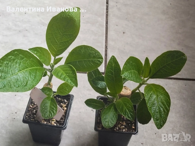 комплект 3 бр ангелски тромпет , снимка 13 - Стайни растения - 52983131