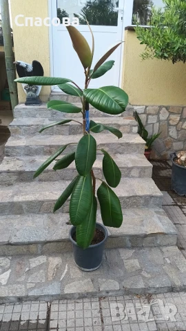 Фикус еластика Робуста - стайно цвете, снимка 1