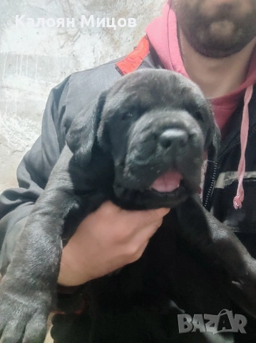 Кане Корсо Puppy, снимка 3 - Кане корсо - 53713101
