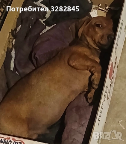 Мини дакели , снимка 5 - Дакели - 51707477