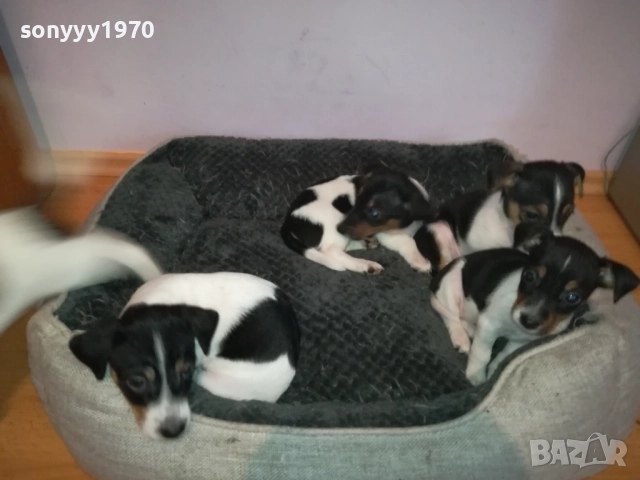 ДЖАК РЪСЕЛ КУЧЕНЦА-ЖЕНСКО ИЛИ МЪЖКО 0410251719, снимка 4 - Джак ръсел териер - 51944592