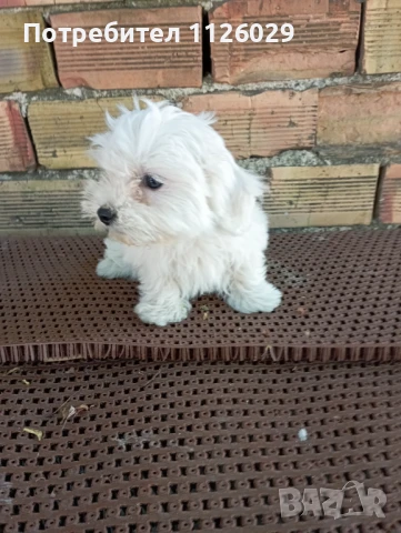 Малтийска болонка момиче, снимка 1