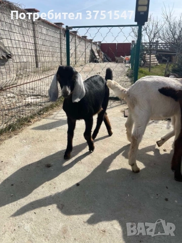  🐐 Продавам мъжки англо-нубийски ярета, снимка 7 - Кози - 53745937