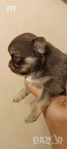 Мини дългокосмето чихуахуа момче., снимка 2 - Чихуахуа - 53520839