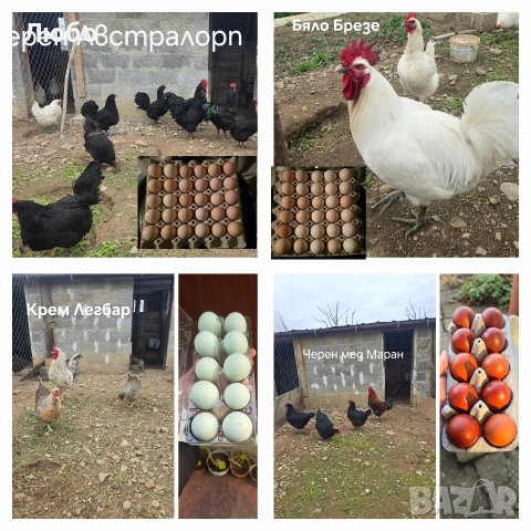 Оплодени яйца Брезе, Австралорп, Черен мед Маран и Крем Легбар