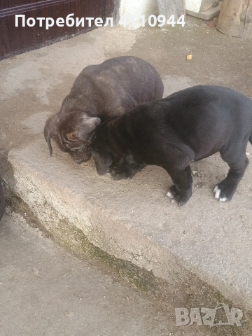 Кане Корсо продавам , снимка 7 - Други - 53699451