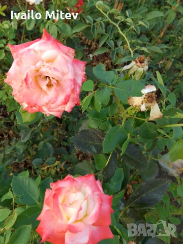 Щамбови рози , снимка 8 - Градински цветя и растения - 53076354