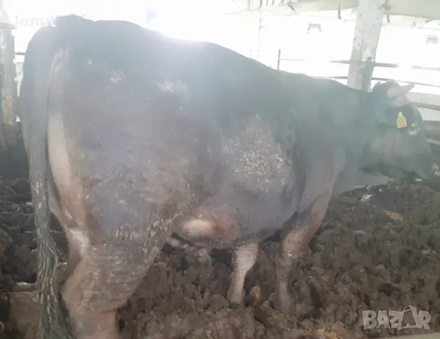 Продавам телета и бикове ., снимка 6 - За селскостопански - 49685126