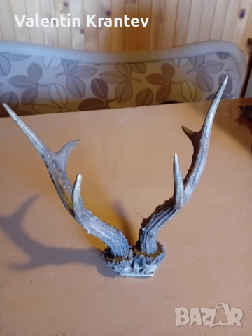 Еленови рога, снимка 1