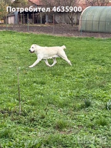 САО момиче на 57 дни., снимка 18 - Алабай - 54113727