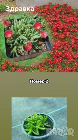 Делосперма 6 цвята , снимка 2 - Градински цветя и растения - 50675838