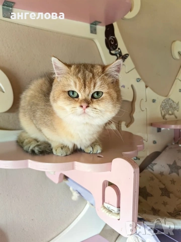 Златна чинчила , снимка 4 - Британска късокосместа - 53756622