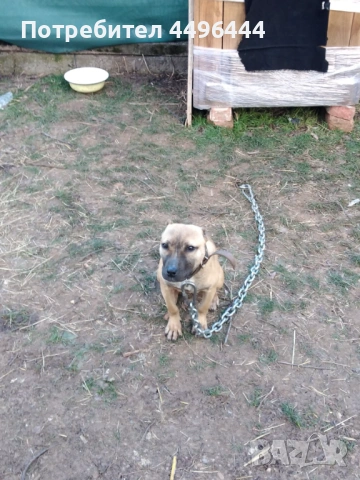  родословно питбулче 8месеца, снимка 2 - Питбул - 53084414