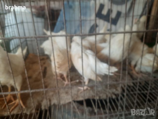 Налични пилета от породата Бял Легхорн, снимка 9 - Кокошки и пуйки - 46431911