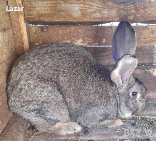 Продавам зайци, снимка 4 - Други - 52716723