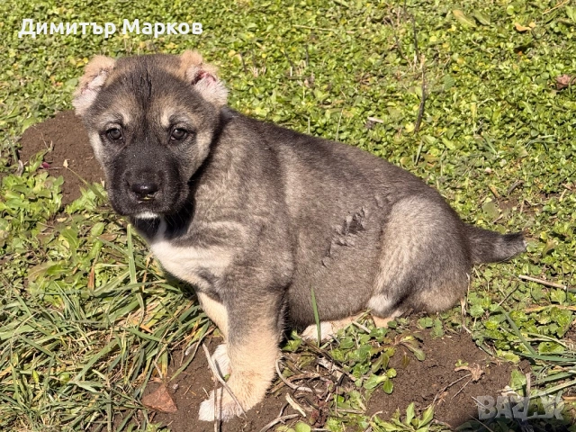 Кученца АЛАБАЙ(САО), снимка 3 - Алабай - 53439801