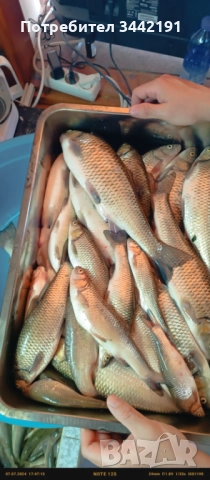 Електровъдица - юбилейна промоция, снимка 3 - Въдици - 51452210