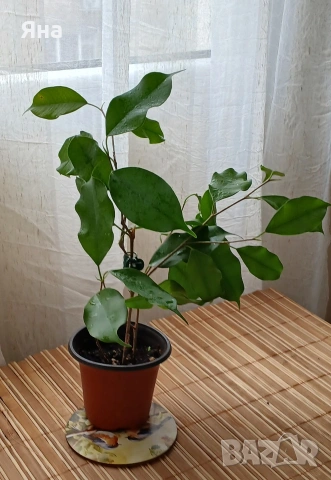 Фикус "Бенджамин", снимка 2 - Стайни растения - 53913598