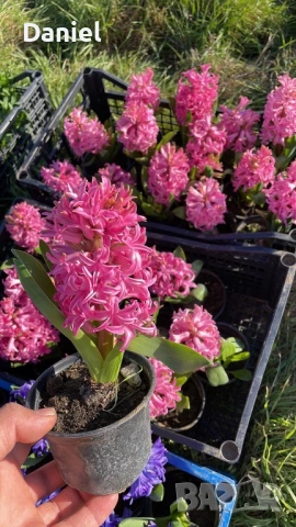 Зюмбюл, снимка 4 - Градински цветя и растения - 53383881