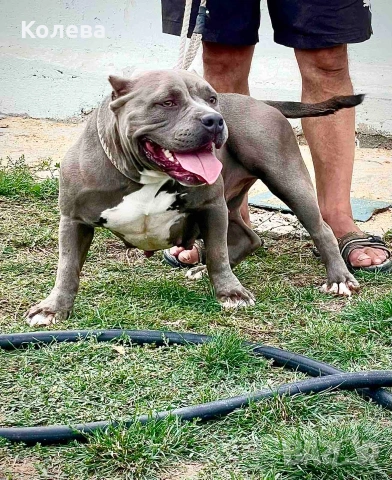 Американско були- женска, снимка 2 - Други - 53505538