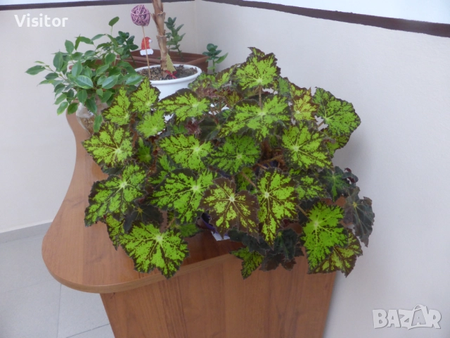 Panasonic Lumix DMC-TZ41   18 МРх, снимка 16 - Фотоапарати - 52736808