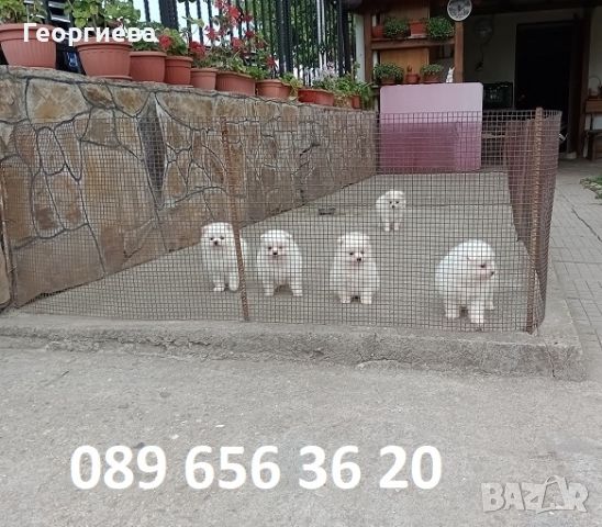 Померани. Бели кученца. , снимка 3 - Померан - 46389783