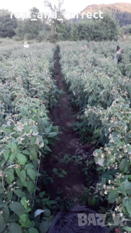 ВЪЛШЕБЕН Целогодишен Разсад Корени - Ягоди и Малини, снимка 15 - Разсади - 53687906