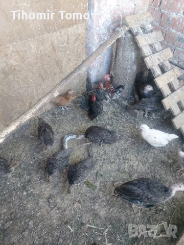 продавам ярки петлета пуйчета , снимка 6 - Кокошки и пуйки - 51065532