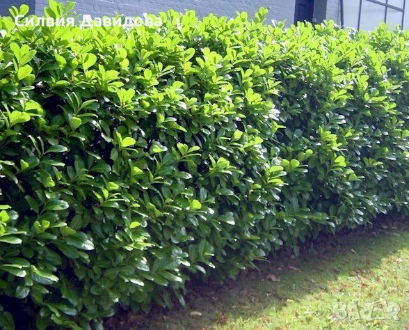 Лавровишня , снимка 9 - Градински цветя и растения - 51752197