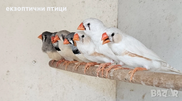 Продавам Амадини , снимка 1