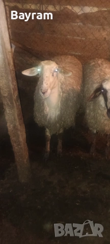 продавам шилета , снимка 6 - Овце - 54019862