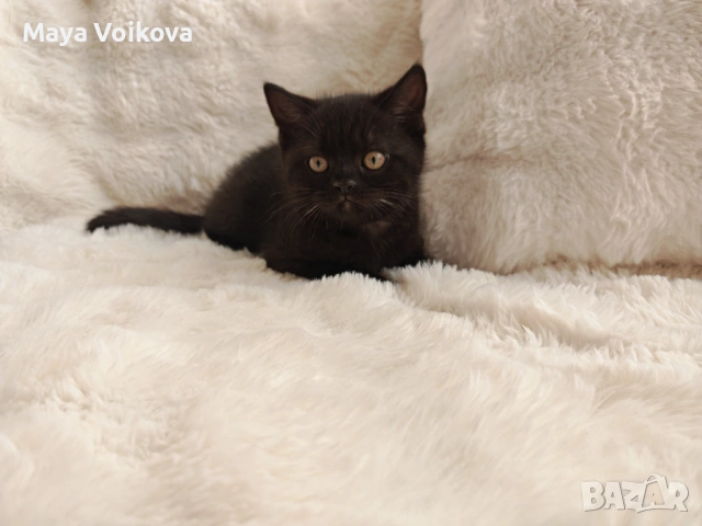 Пухкаво британче, пантера 