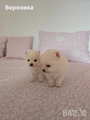померан момче, снимка 3 - Померан - 53168356