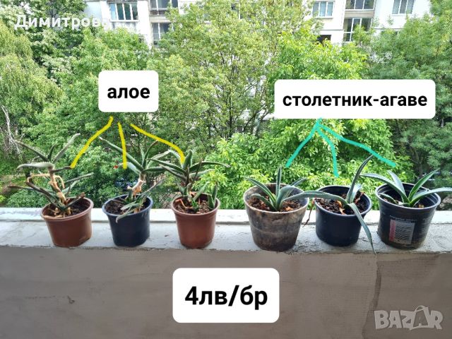 кактуси агаве алое, снимка 3 - Градински цветя и растения - 45083757