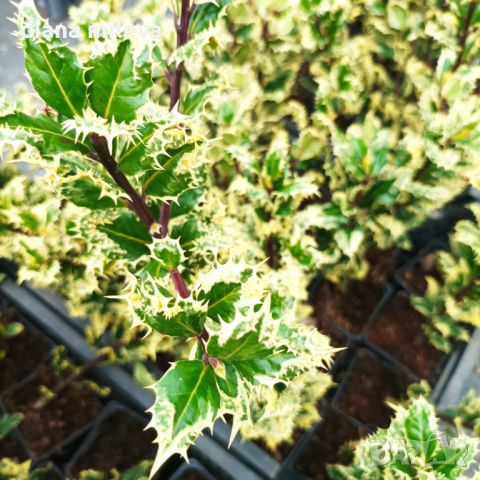Илекс, Ilex aquifolium 'Ferox Argentea', студоустойчив, многогодишен, снимка 2 - Градински цветя и растения - 45570070