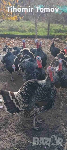 продавам домашно гледани пуйки пуяци за празниците , снимка 15 - Кокошки и пуйки - 51832484