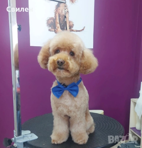 Мъжки Мини Пудел(За Разплод) на 4 г ,с родословие(Тест за генна чистота )Варна, снимка 13 - Пудели - 42629676