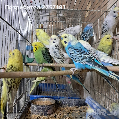 продавам вълнисти папагали 2026, снимка 7 - Папагали - 53766555