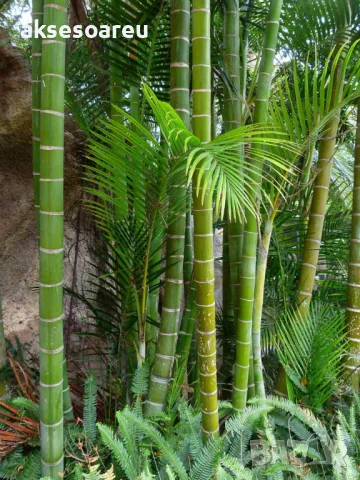 100 качествени Семена от гигантски бамбук Moso Bambo градински горски декоративни растения за дома , снимка 13 - Сортови семена и луковици - 50334157
