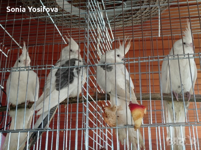 папагал Корела