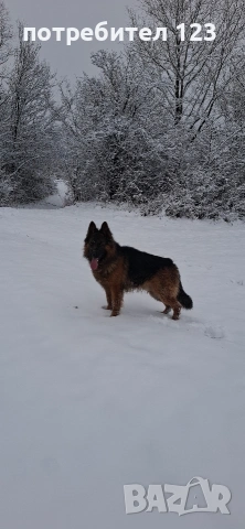 Мъжка дългокосместа немска овчарка за разплод., снимка 7 - Немска овчарка - 49048510