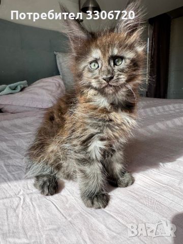 Maine coon коте , снимка 5 - Мейн кун - 46434747