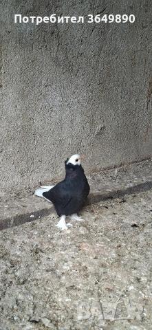 гамбини 40€ чифта, снимка 3 - Гълъби - 54077159