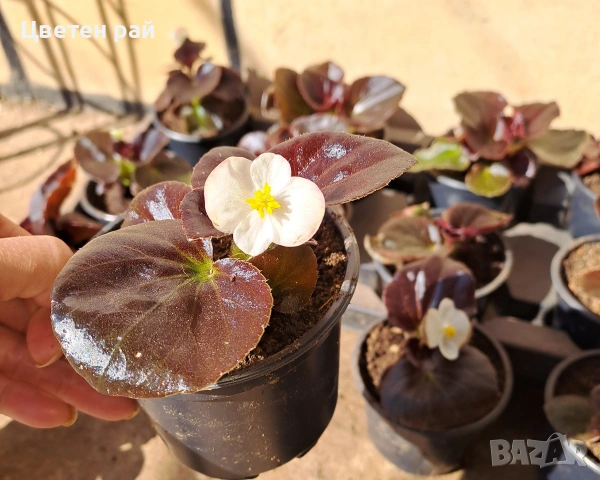 Градинска бегония , снимка 16 - Градински цветя и растения - 54237980