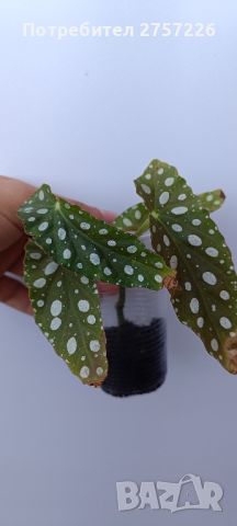 Begonia maculata, снимка 1 - Стайни растения - 46123761